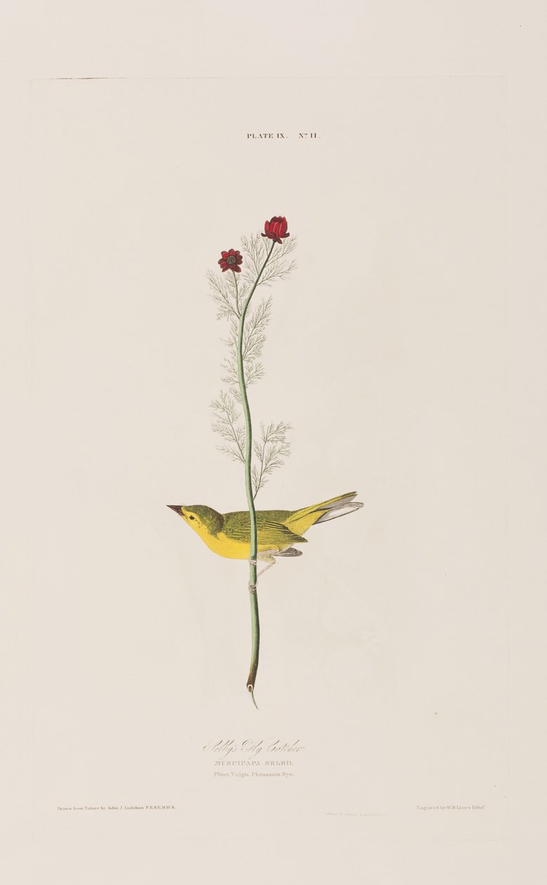 Illustration from 