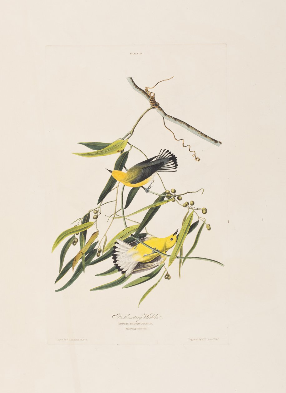 Illustration from 