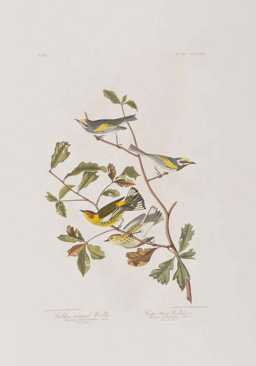 Illustration from 