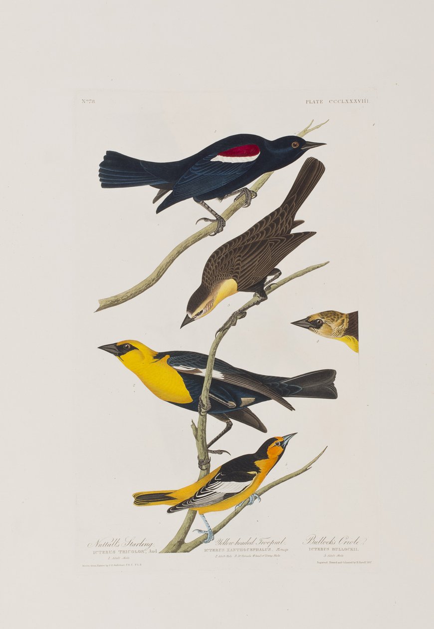 Illustration from 