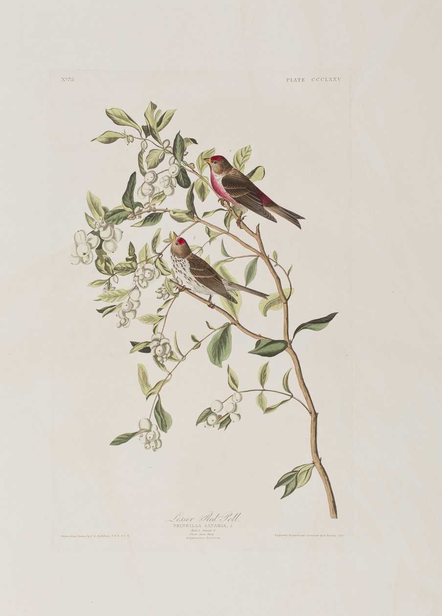 Illustration from 