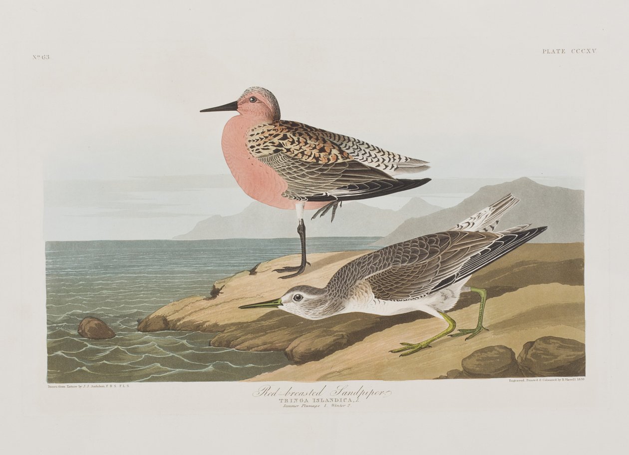 Illustration from 