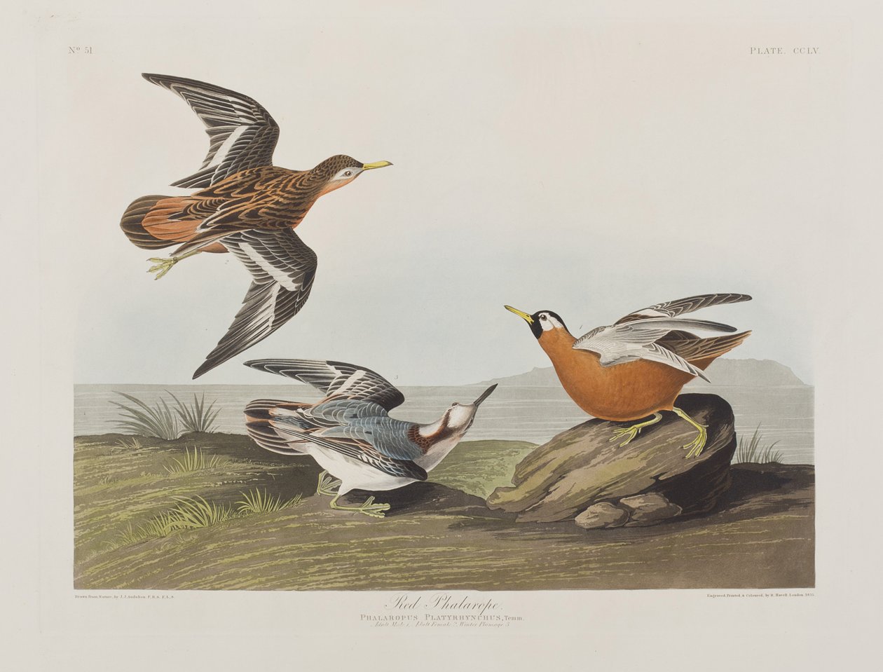 Illustration from 