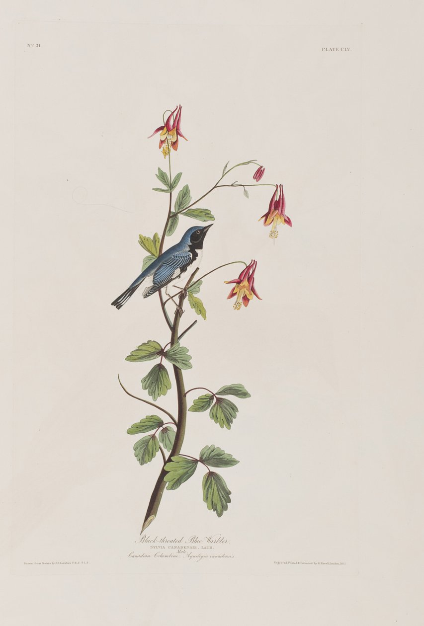 Illustration from 