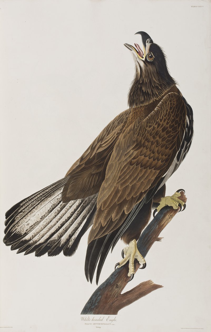 Illustration from 