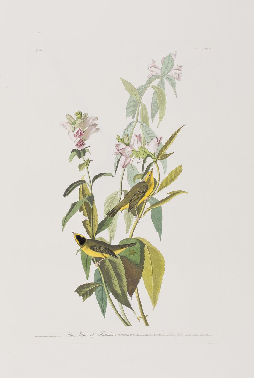 Illustration from 