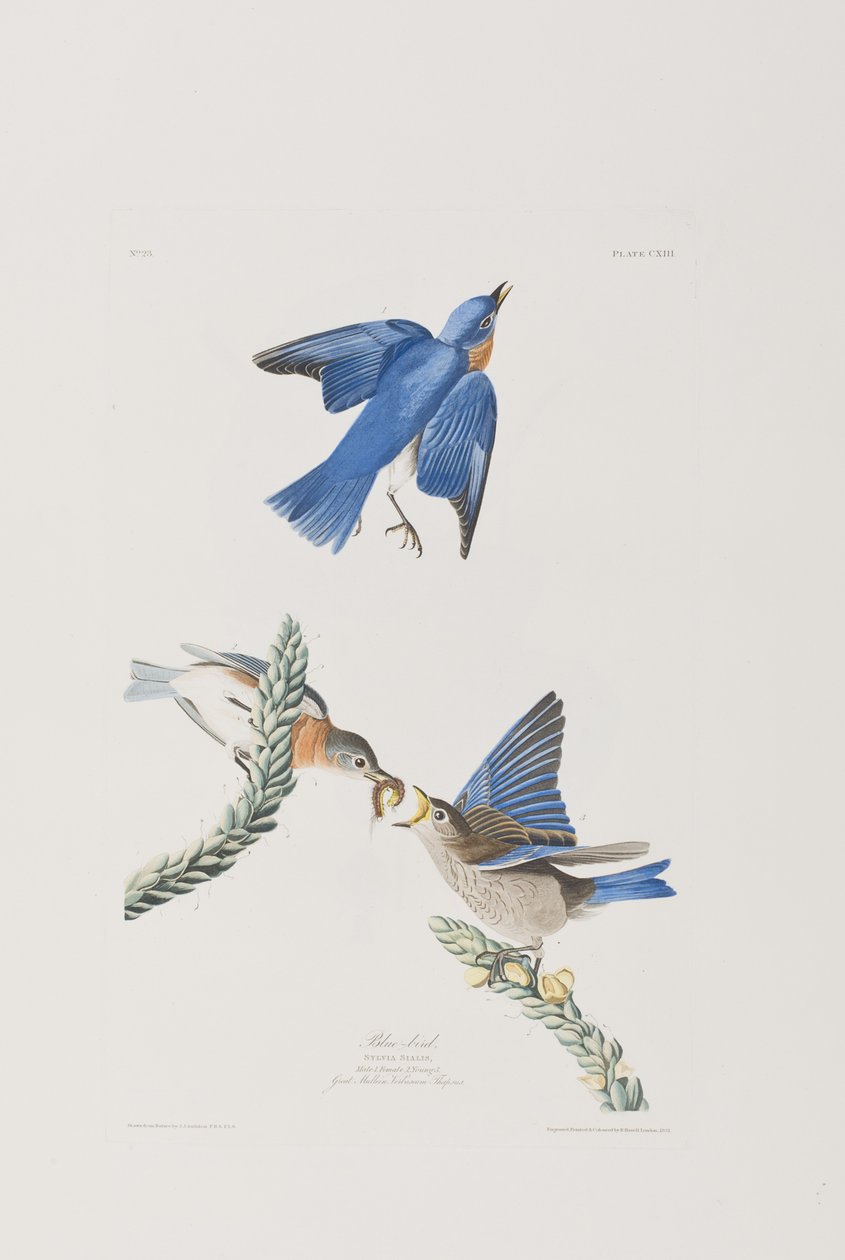 Illustration from 