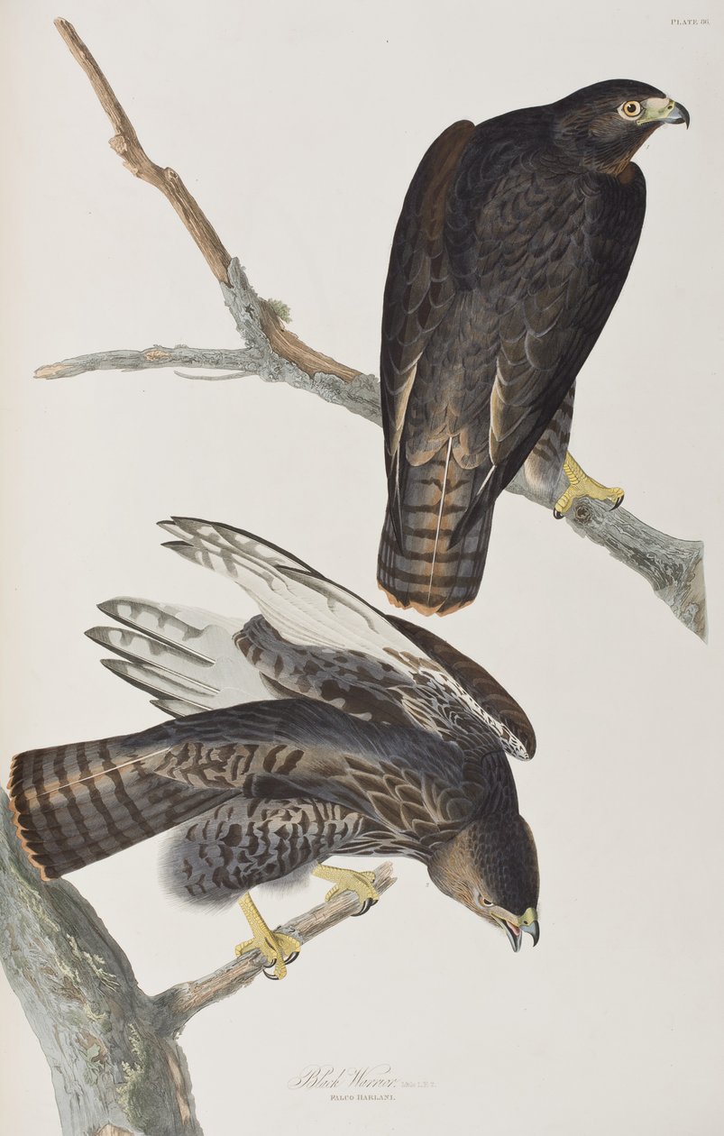 Illustration from 