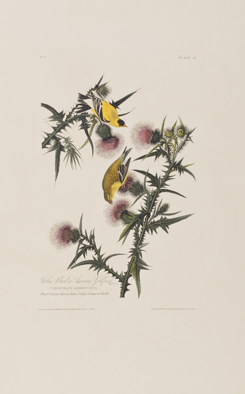 Illustration from 