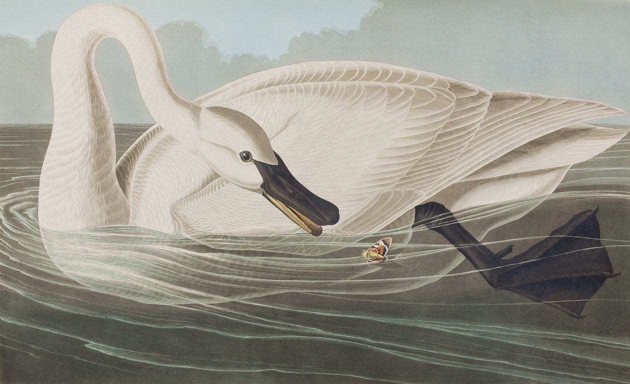 Illustration from 