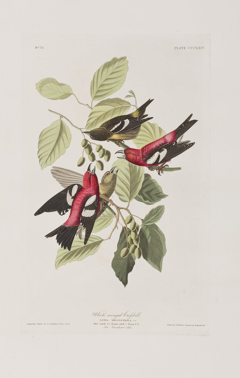 Illustration from 