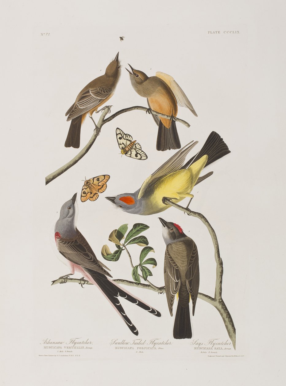 Illustration from 