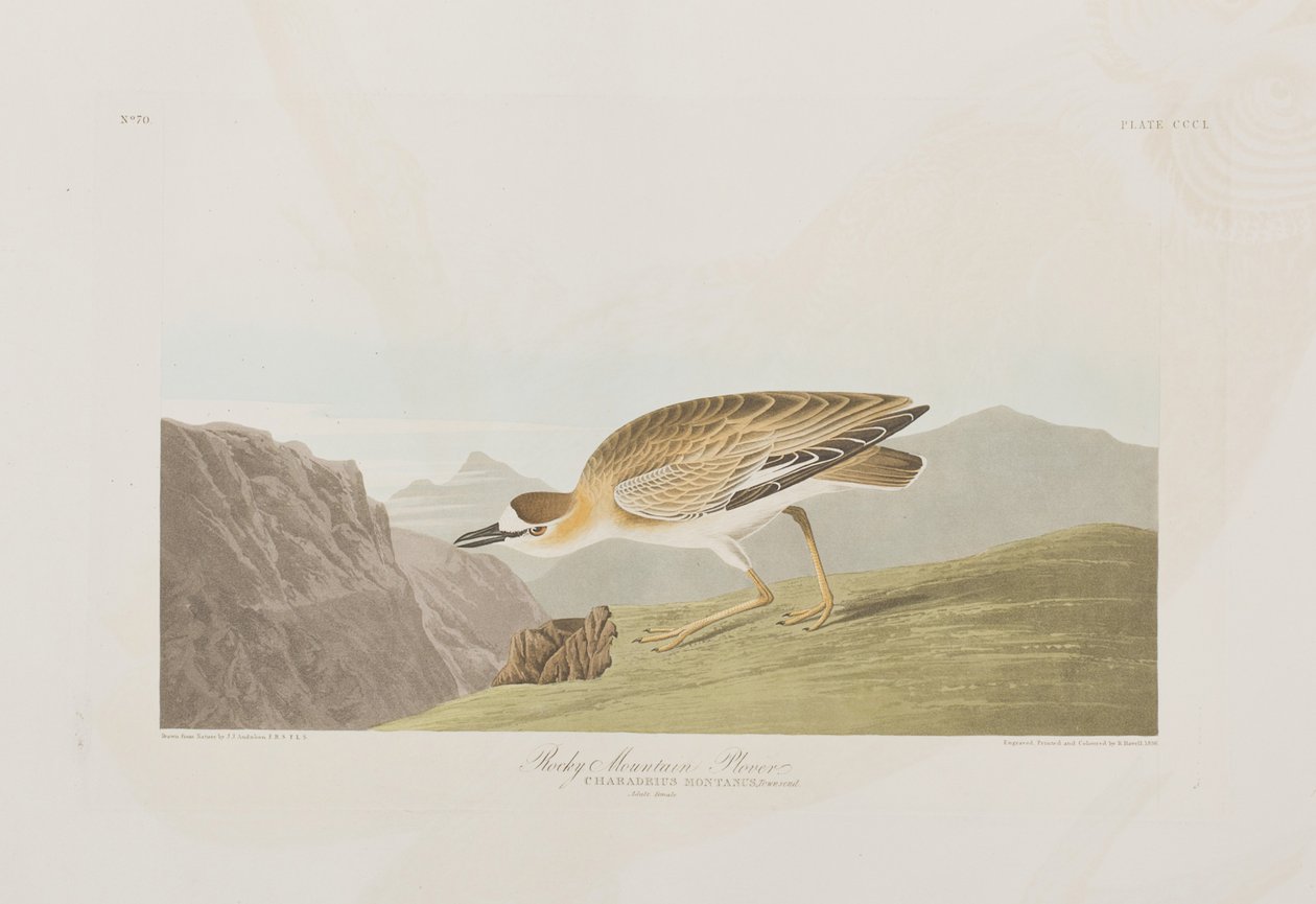 Illustration from 