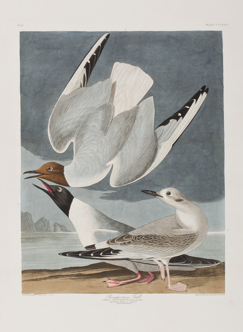 Illustration from 