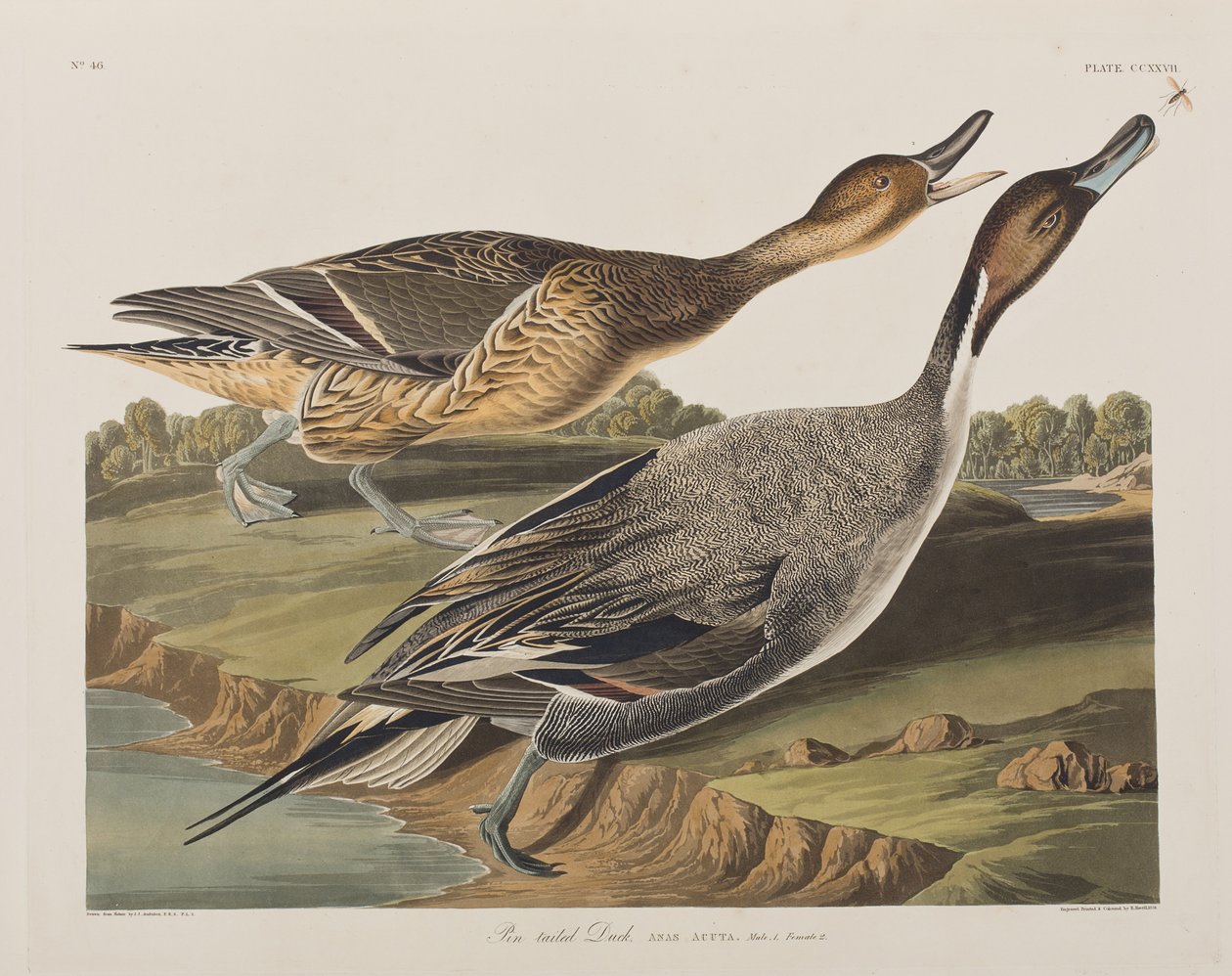 Illustration from 