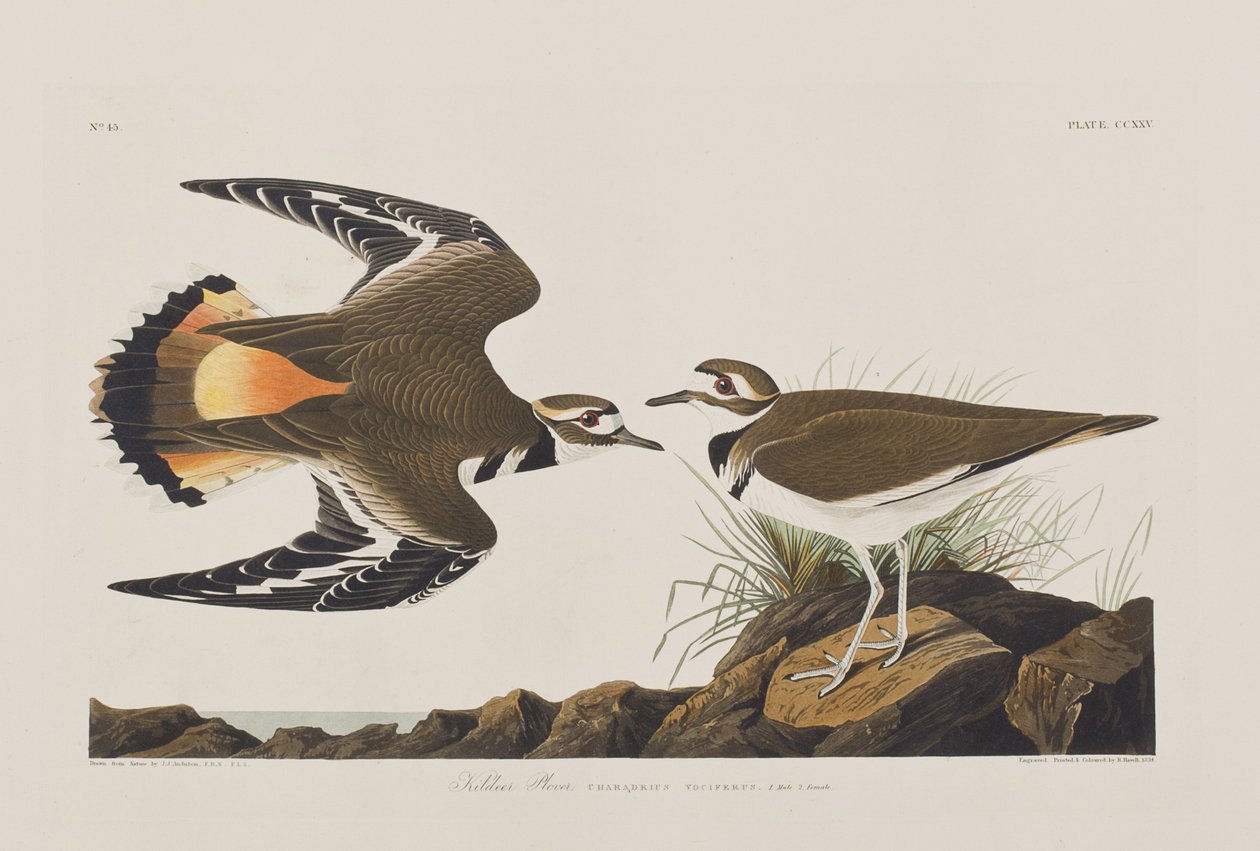 Illustration from 
