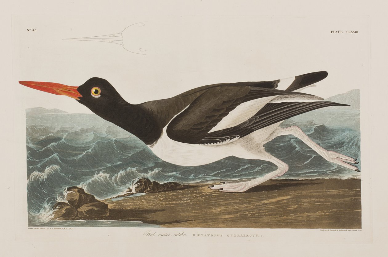 Illustration from 