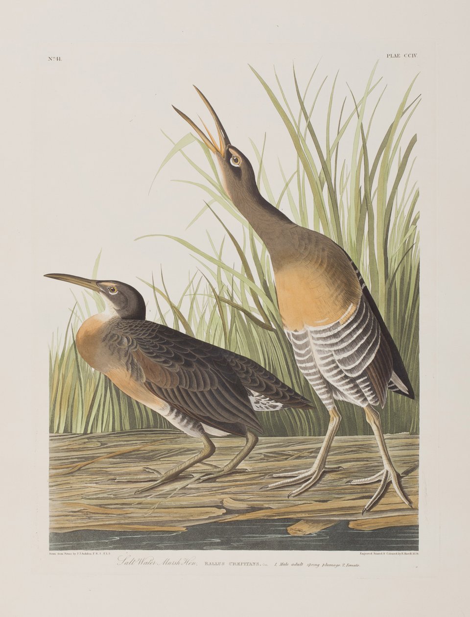 Illustration from 