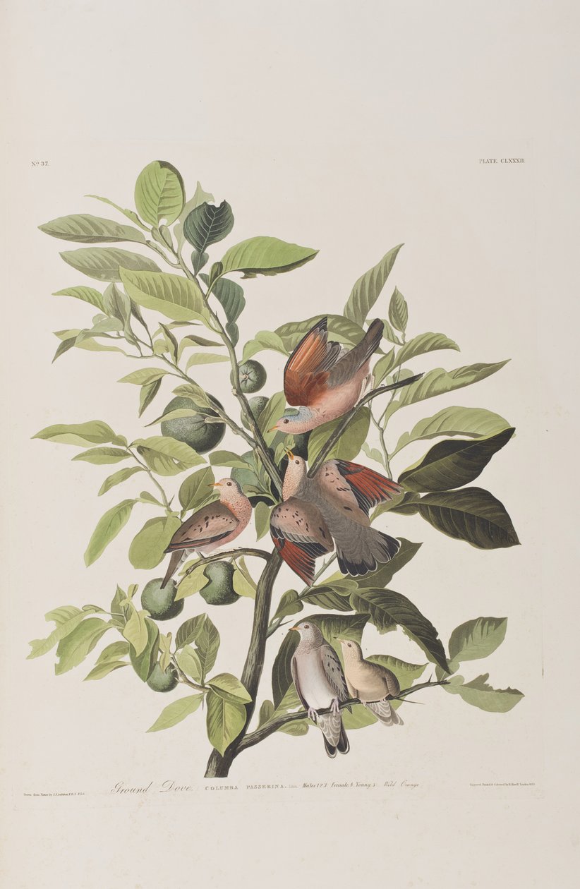 Illustration from 