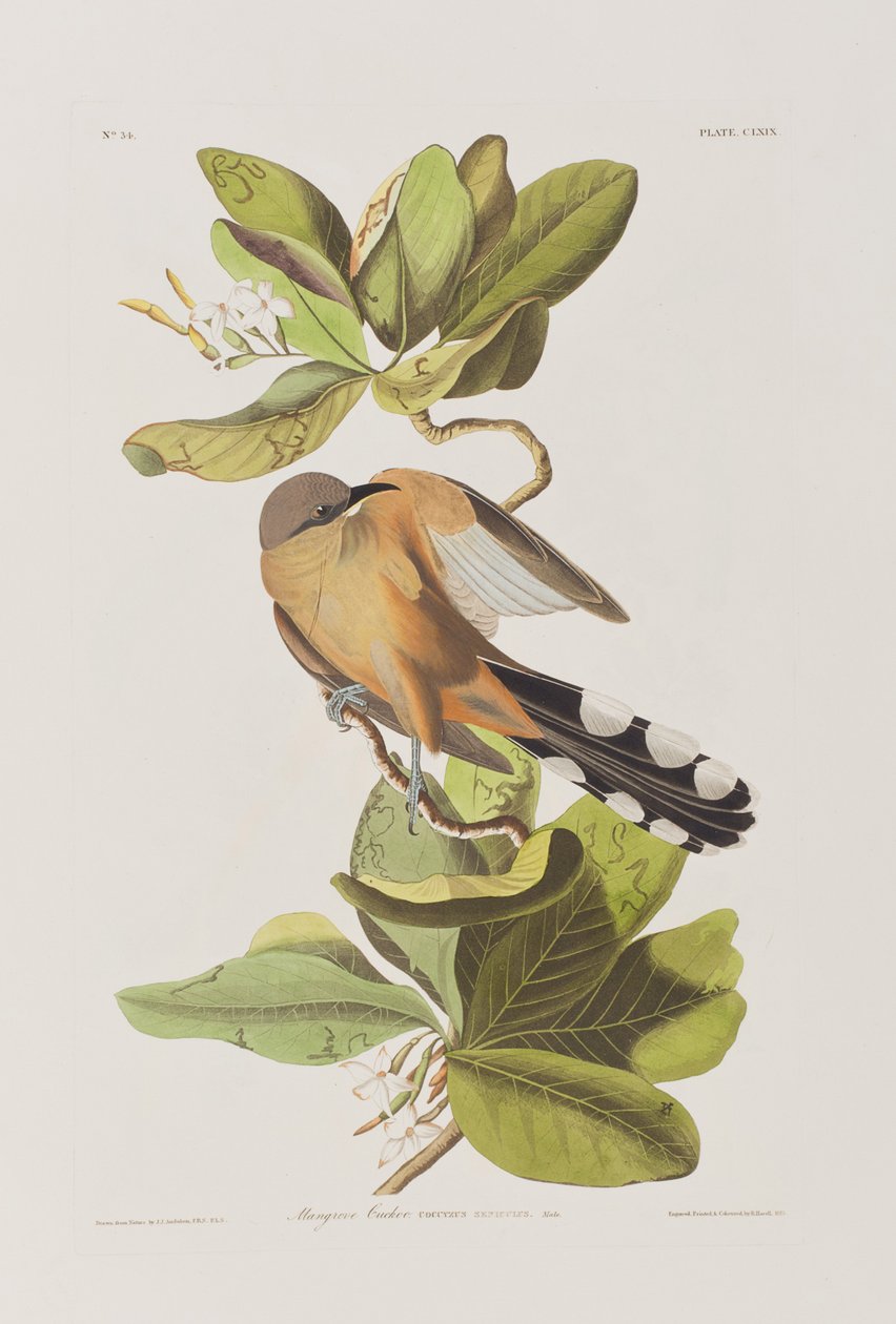 Illustration from 