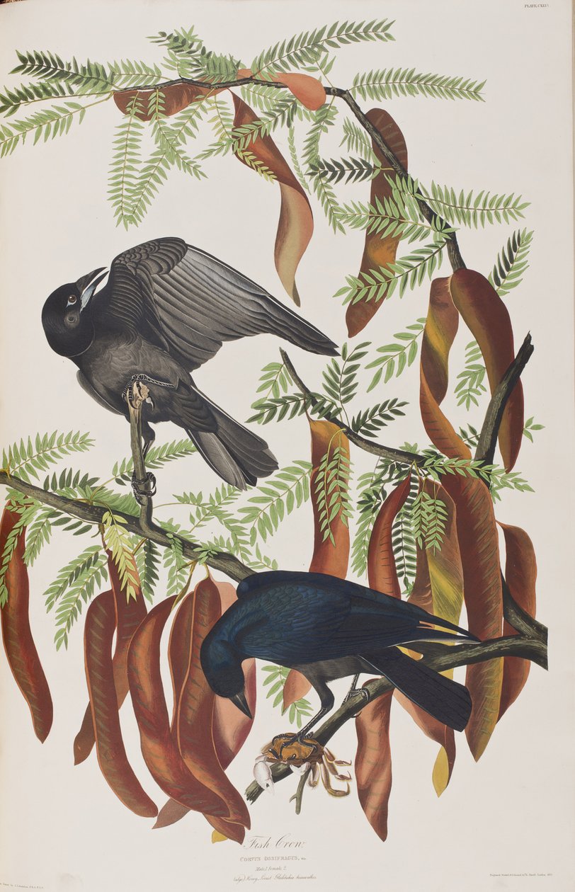 Illustration from 