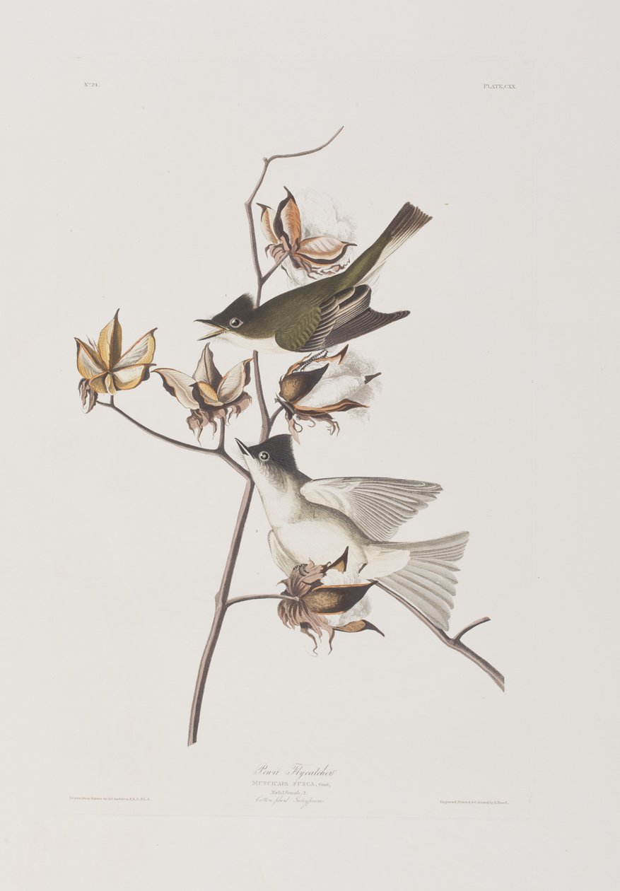 Illustration from 