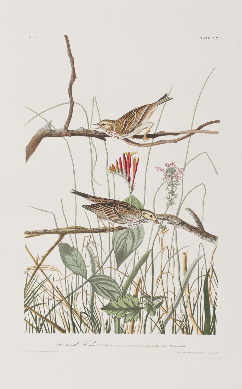 Illustration from 