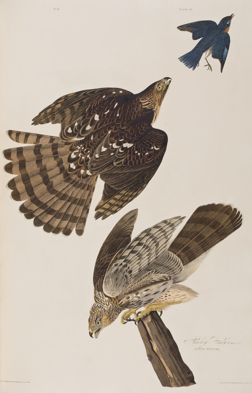 Illustration from 