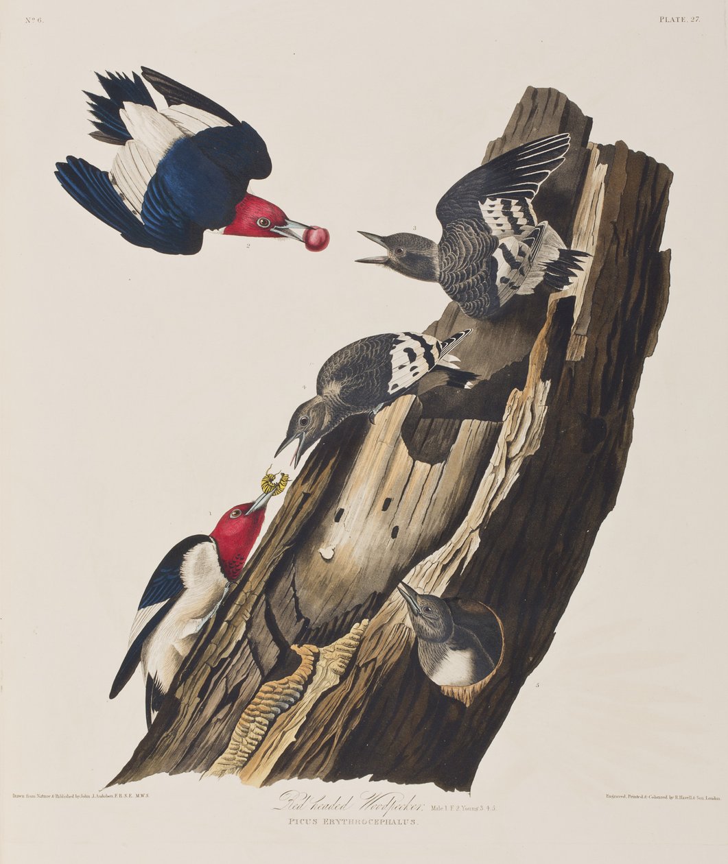 رسم توضيحي من فيلم "Birds of America" بواسطة جون جيمس أودوبون