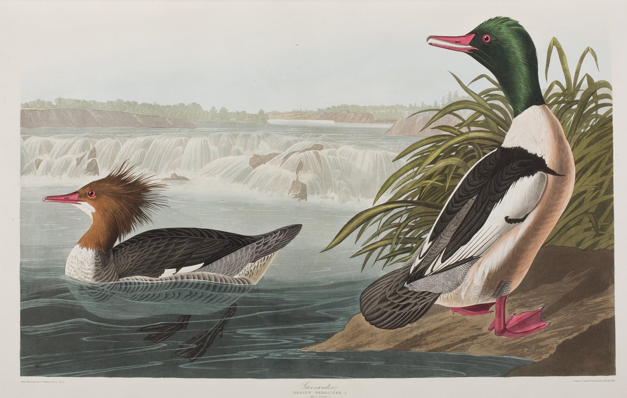 Illustration from 