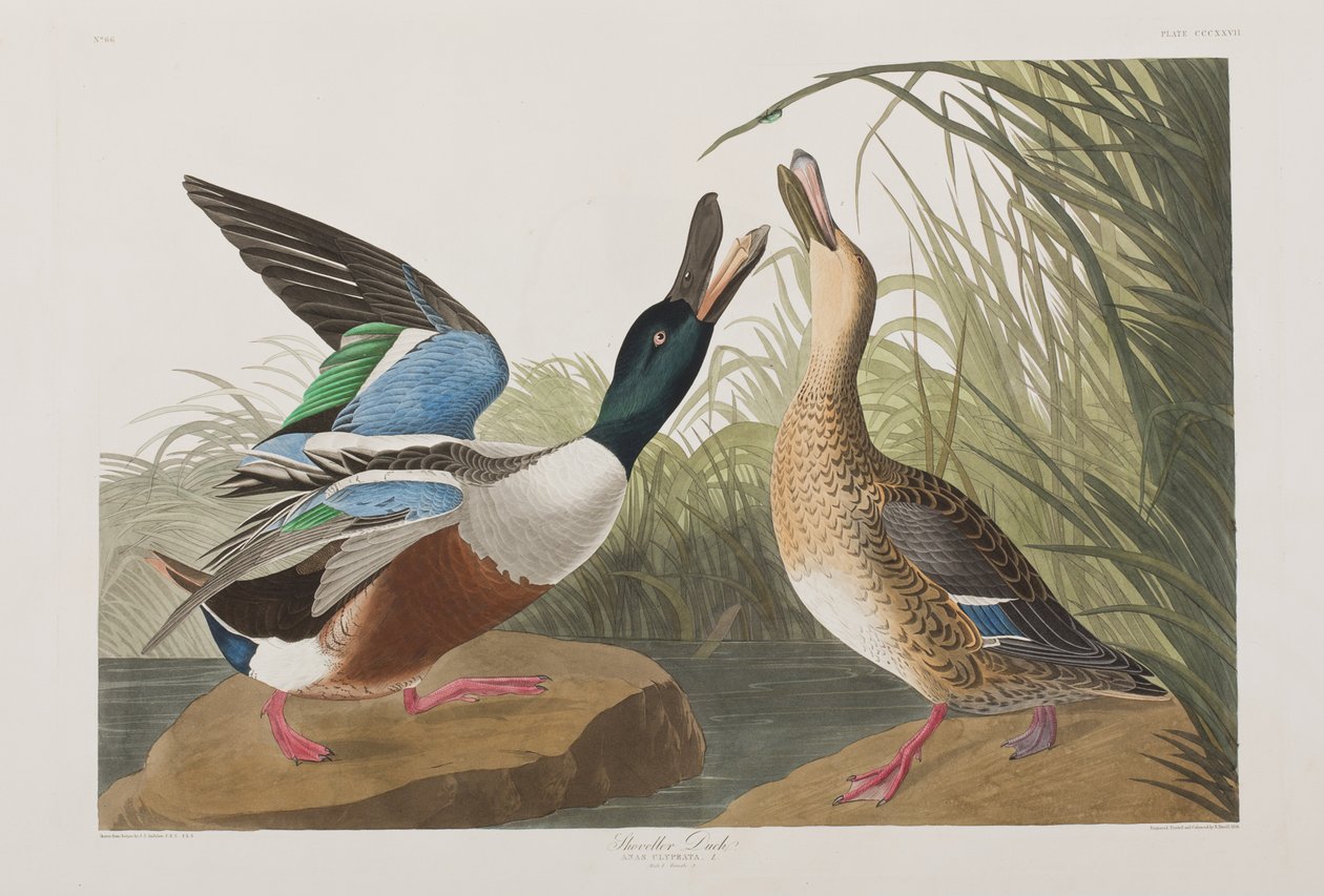 Illustration from 