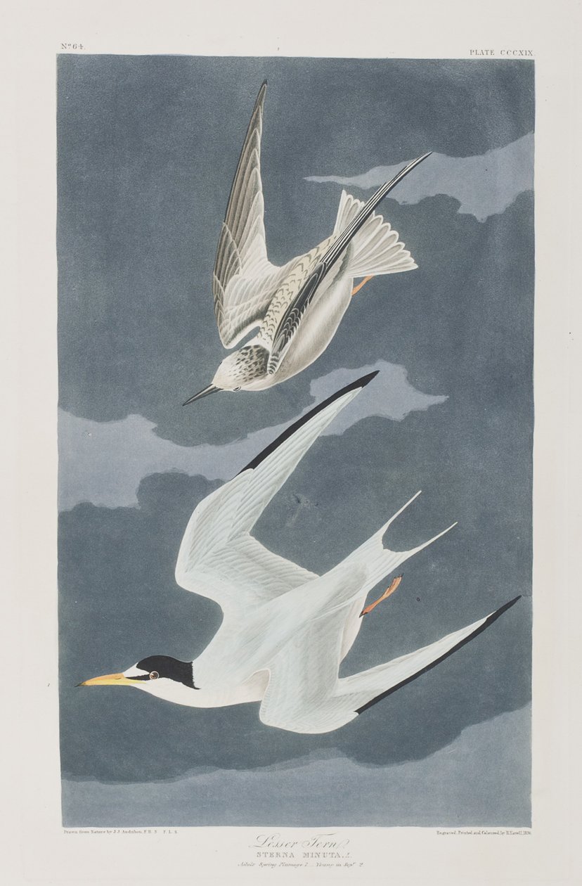 Illustration from 