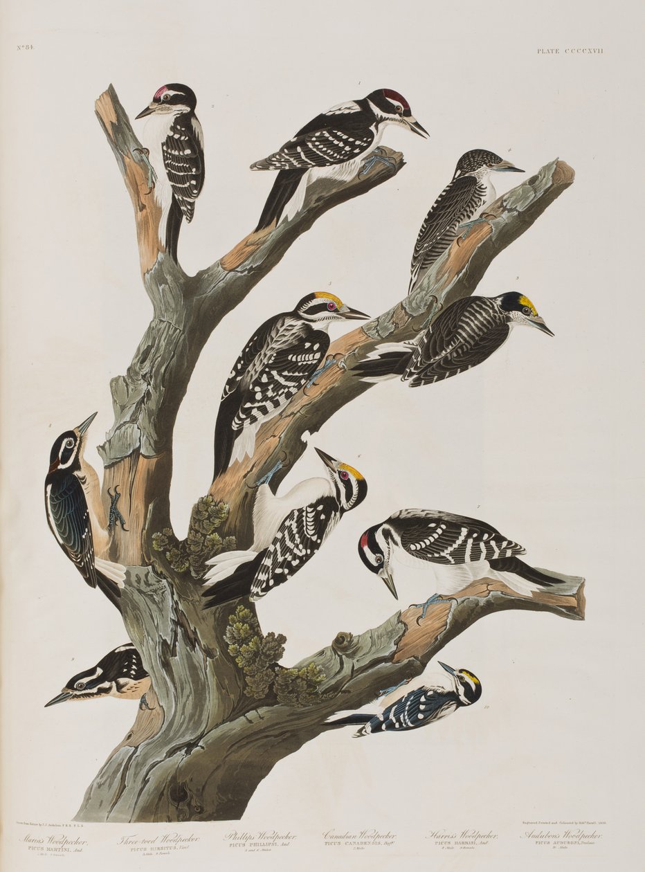 Illustration from 