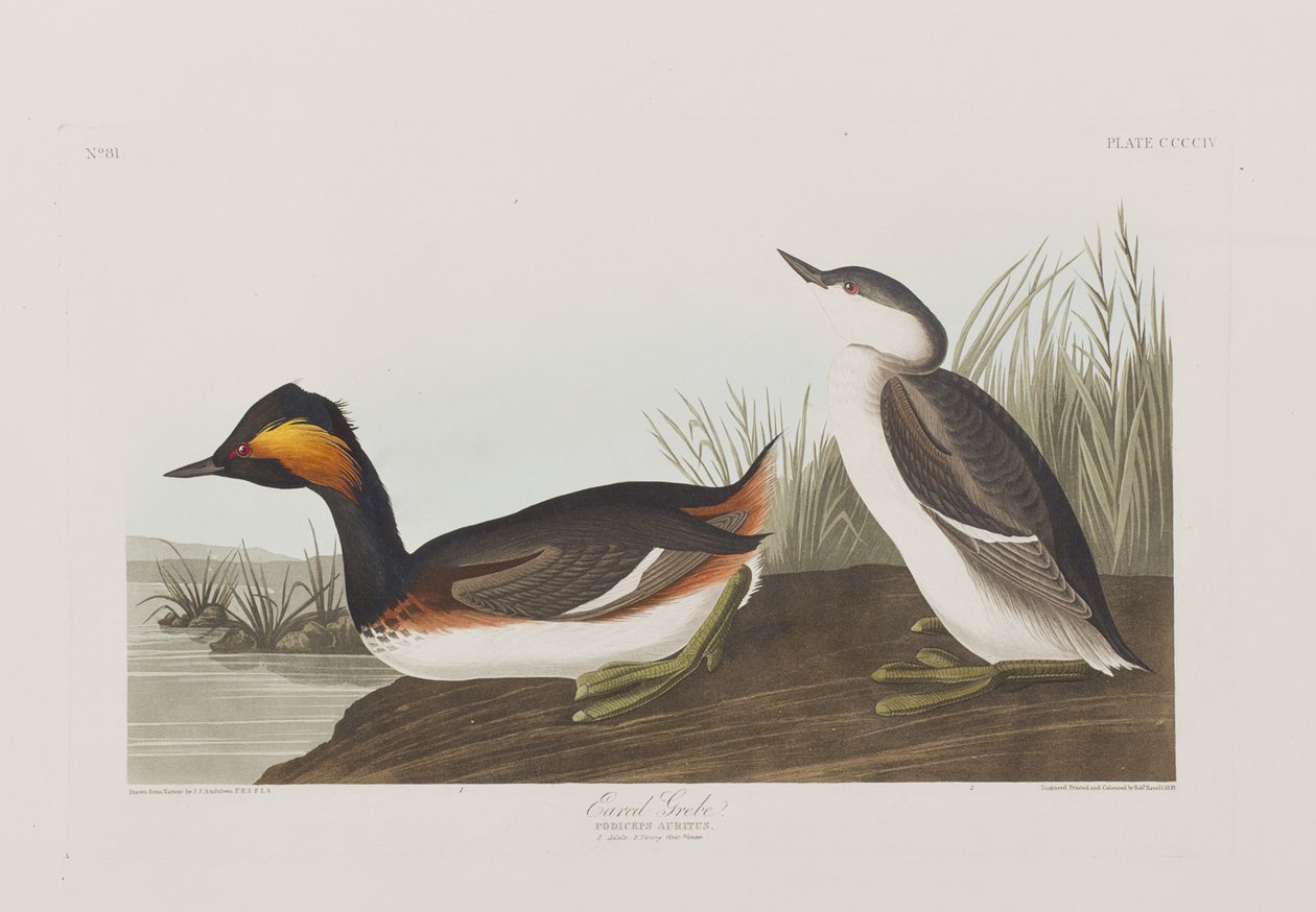 Illustration from 