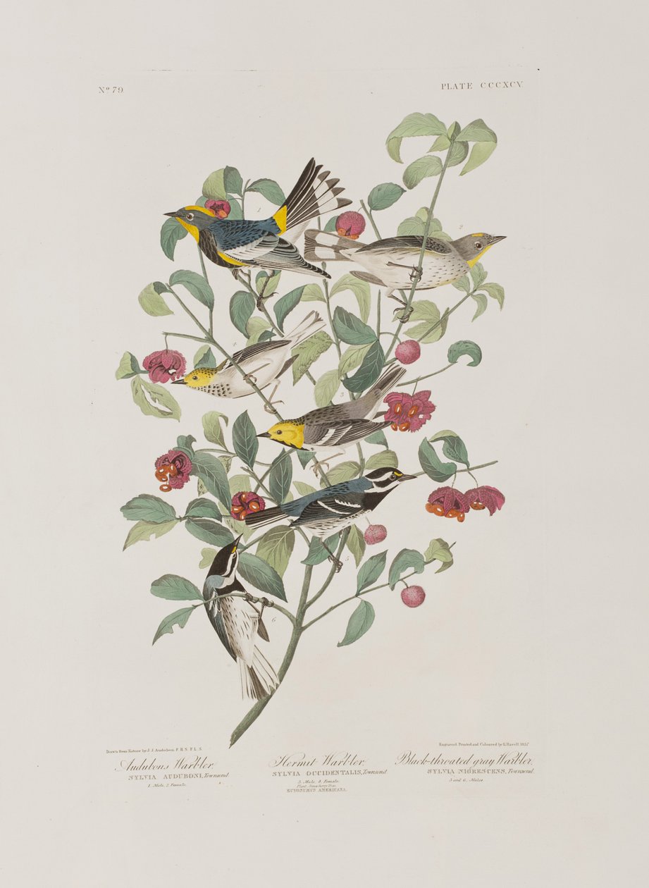 Illustration from 