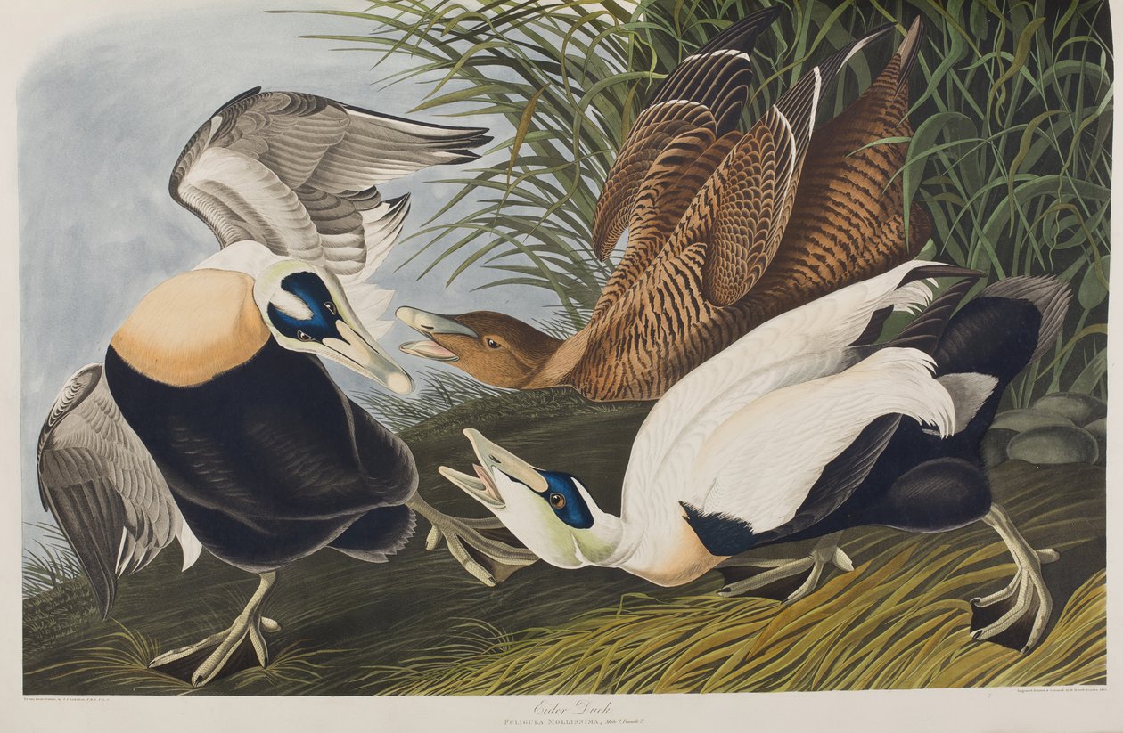 Illustration from 