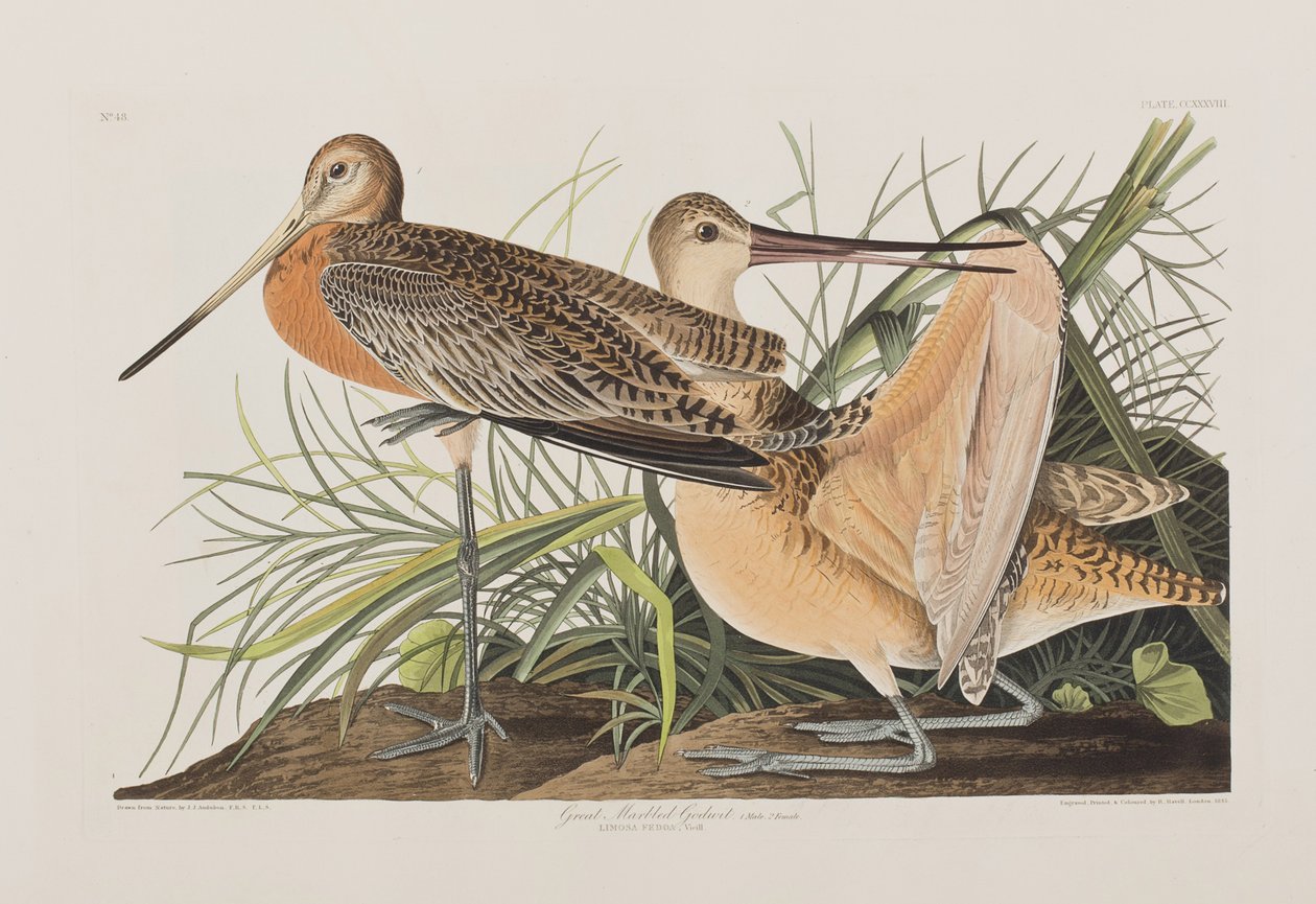 Illustration from 