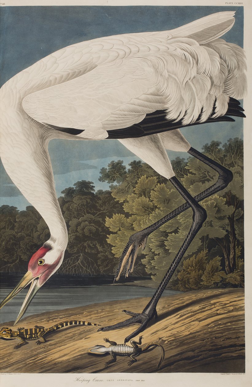 Illustration from 