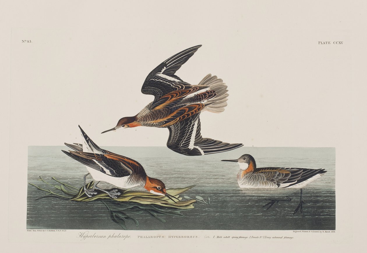 Illustration from 