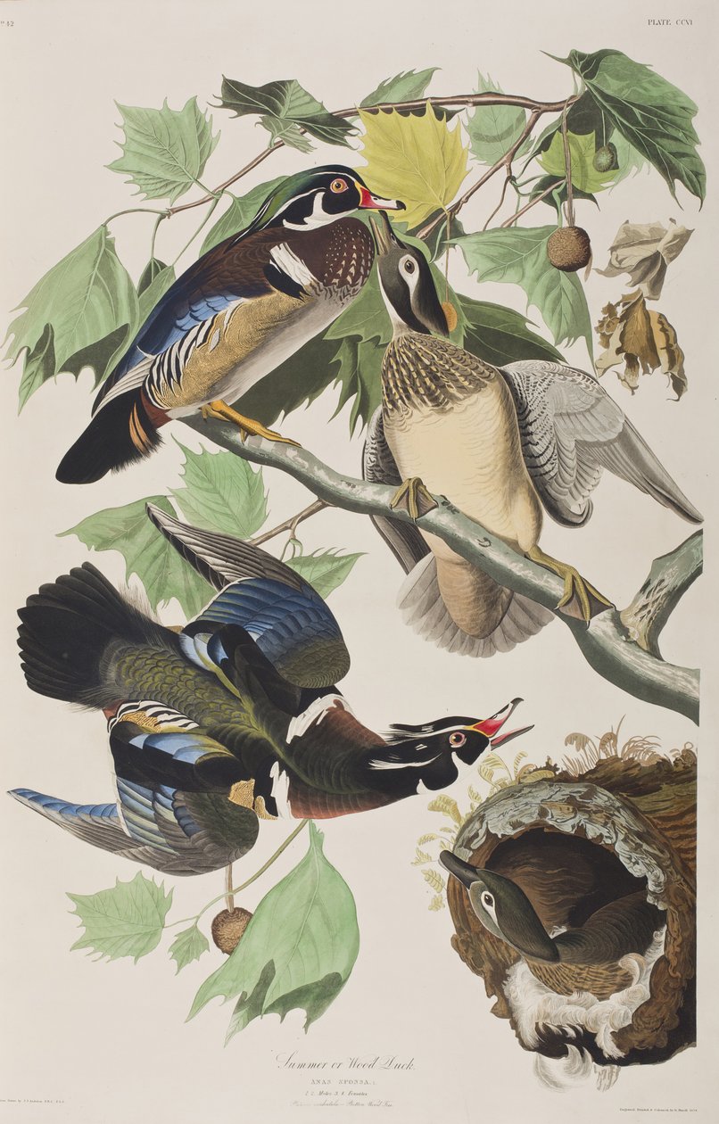 Illustration from 