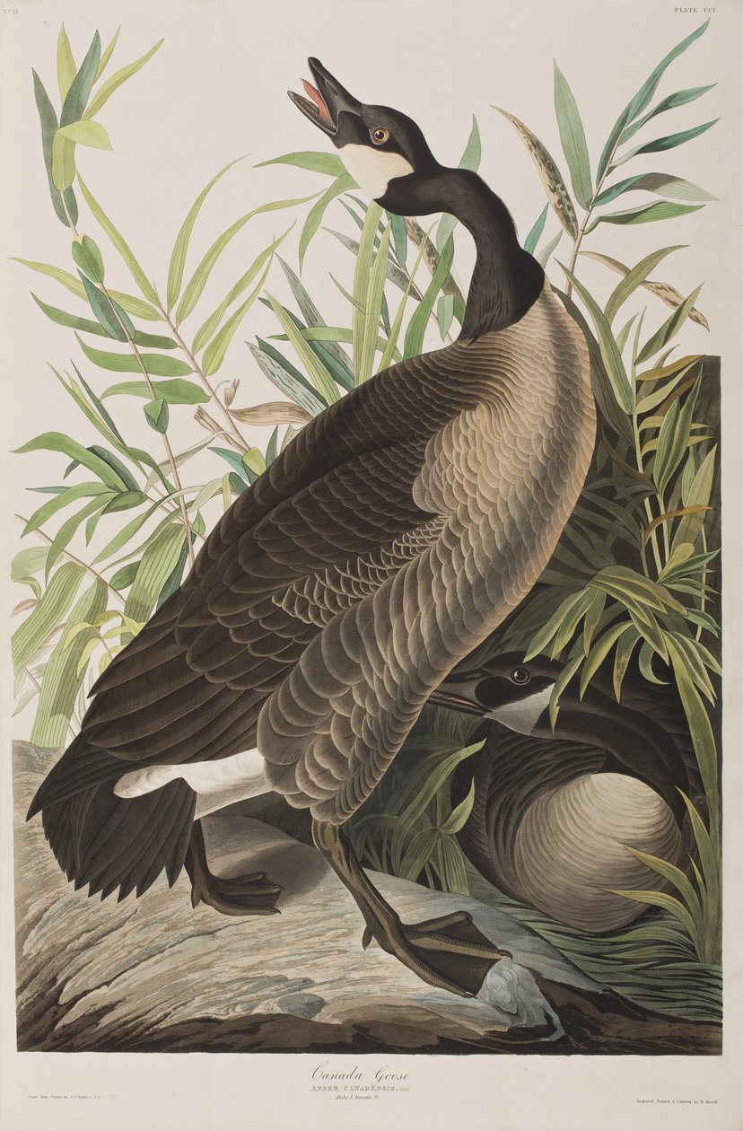 Illustration from 