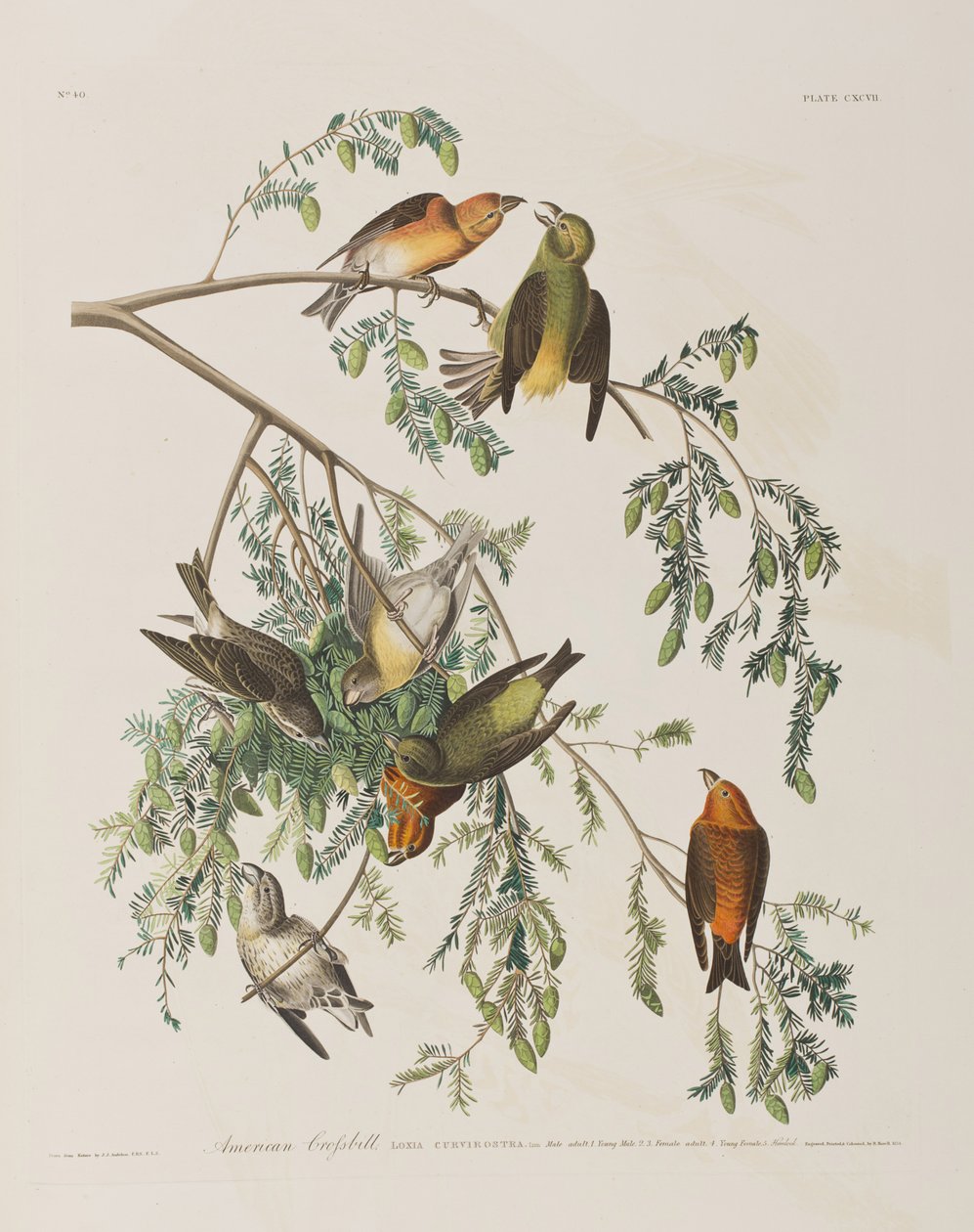 Illustration from 