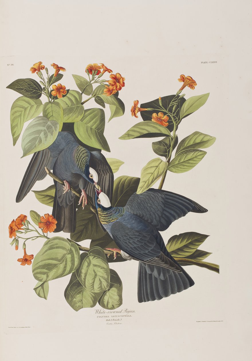 Illustration from 
