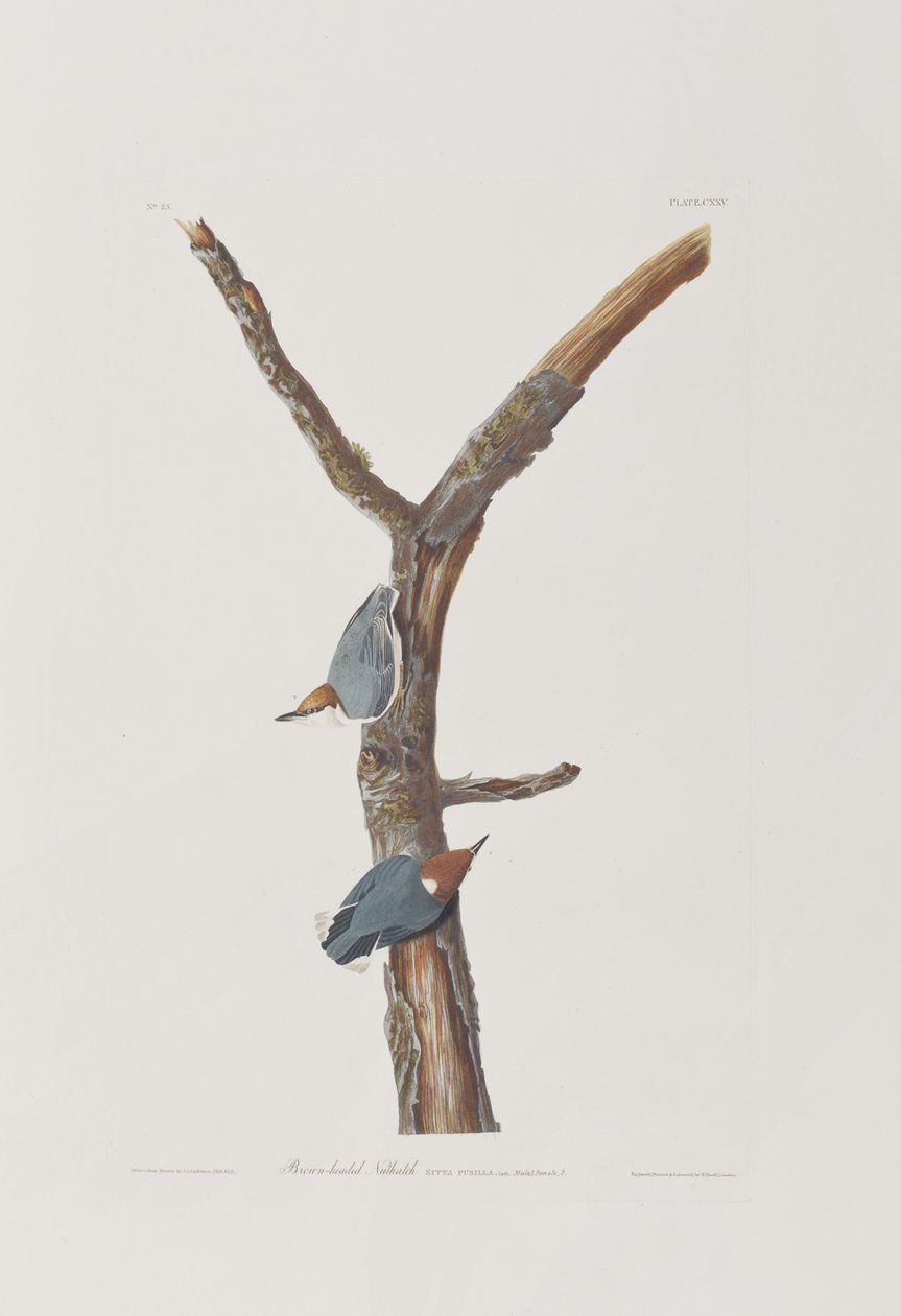 Illustration from 