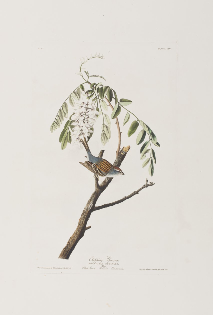 Illustration from 