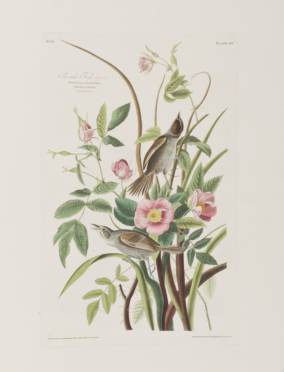 Illustration from 