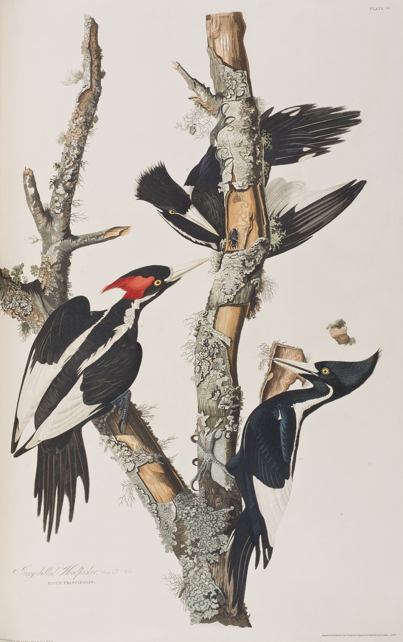 Illustration from 