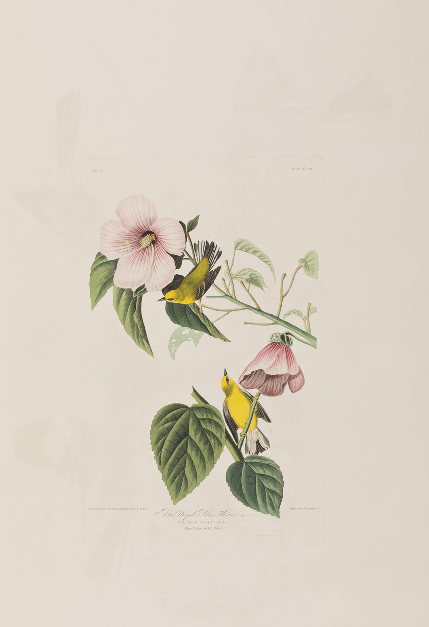 Illustration from 