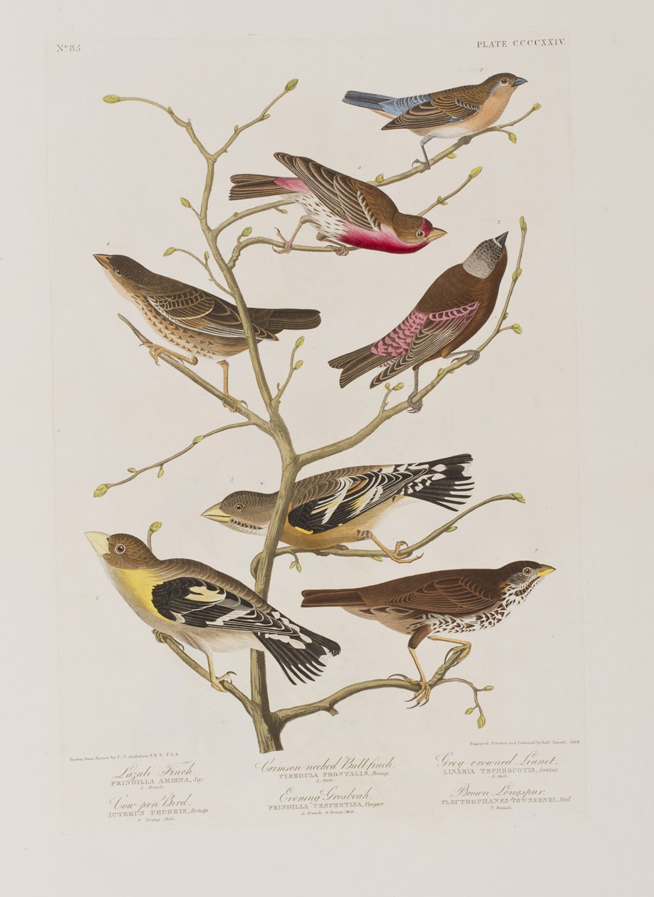 Illustration from 