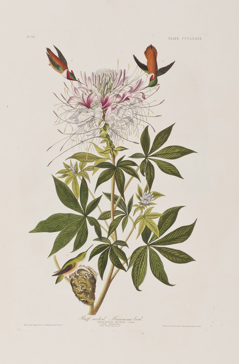 Illustration from 